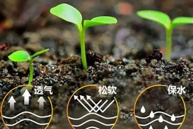 菠萝施什么肥最好