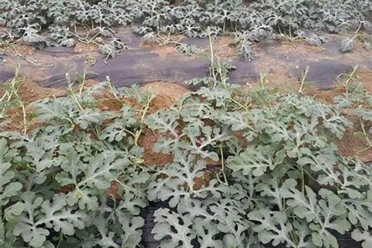西瓜苗该用什么样的叶面肥好