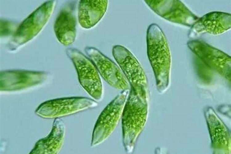 在四大家鱼养殖塘中能不能用复合肥肥水？