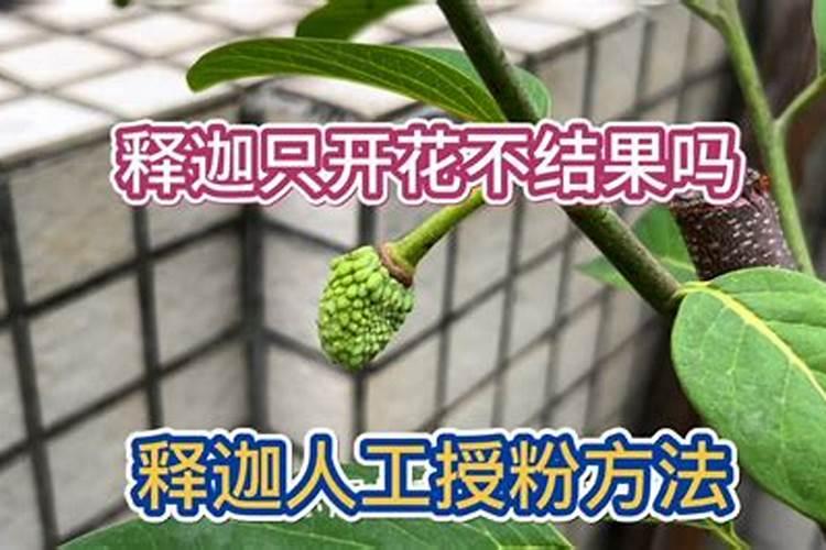 黄晶果开花不结果是什么原因