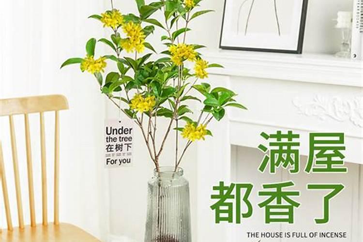 栀子花鲜切花怎么水养简短介绍