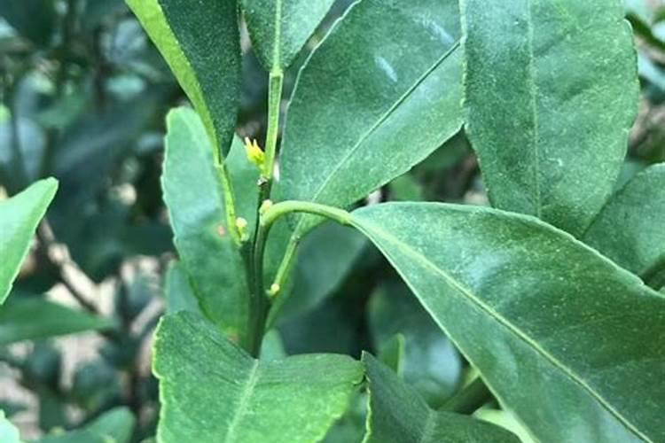 果树一至二月份开花几月份施硼肥合适、