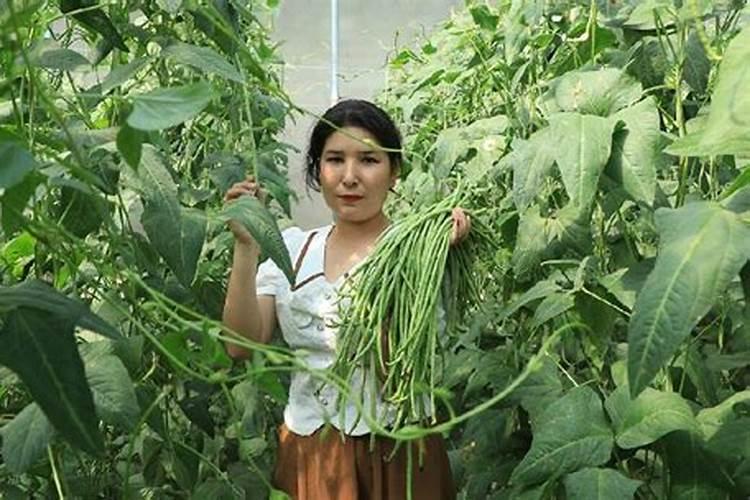 豇豆追肥用什么肥料好？