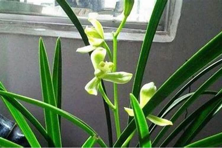 兰花不施肥催花法