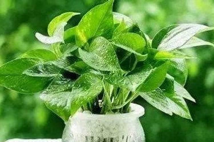 花苗种植多久可以施肥 花苗种植后什么时候施肥好？