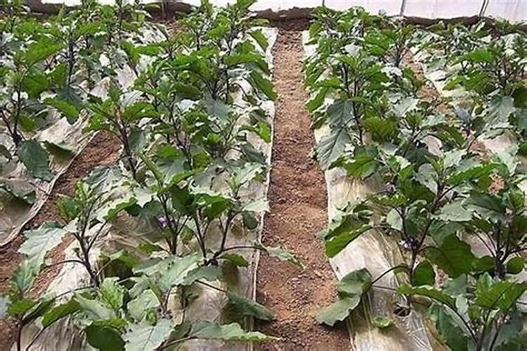 种植茄子要如何施肥 用什么肥料