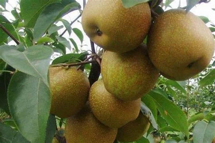 最高温度14度,最低5度能喷施叶面肥与杀菌剂吗？