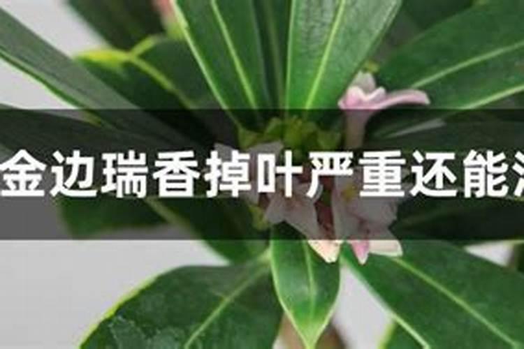 金边瑞香开花时能喷农药吗？
