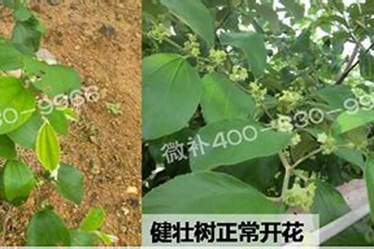 为什么要给花生补钙？钙肥对花生的生长有哪些有益影响？