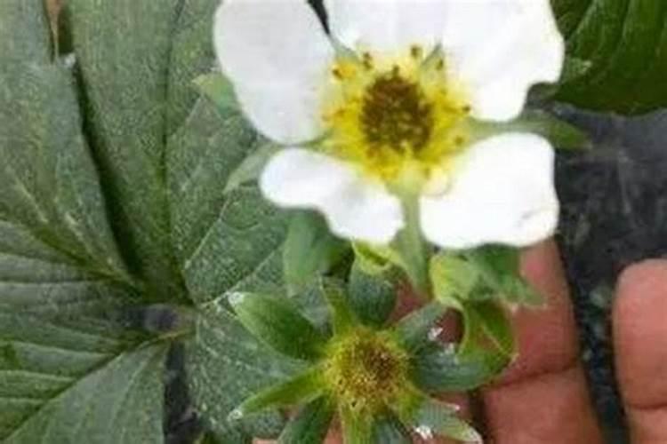 花生开花期怎样施肥
