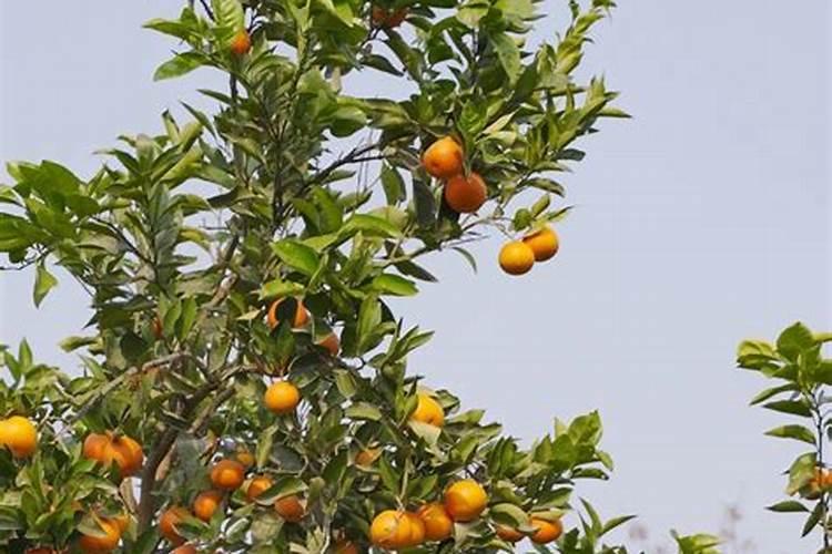 血橙树怎样施肥
