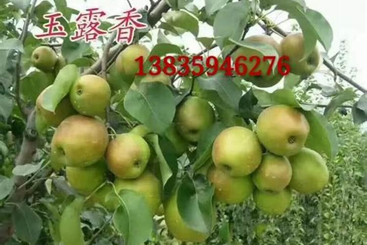 黄冠梨什么时间施肥 黄冠梨的施肥方法