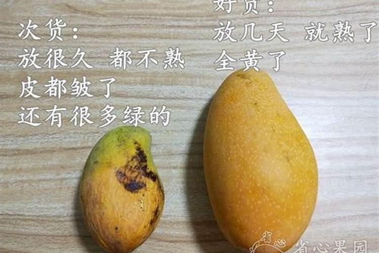 种芒果施什么肥