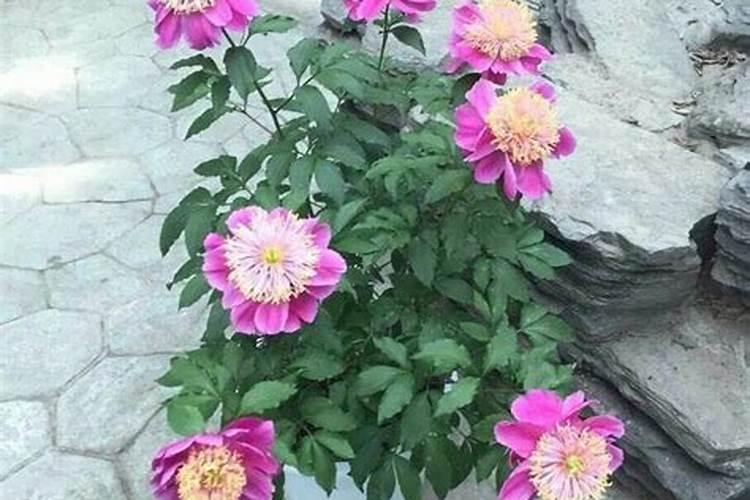 芍药花种植时间和方法