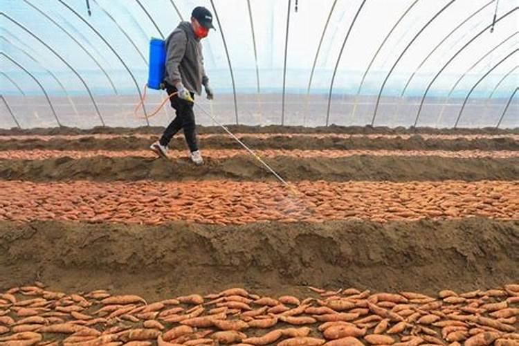 种地瓜需要什么肥最好