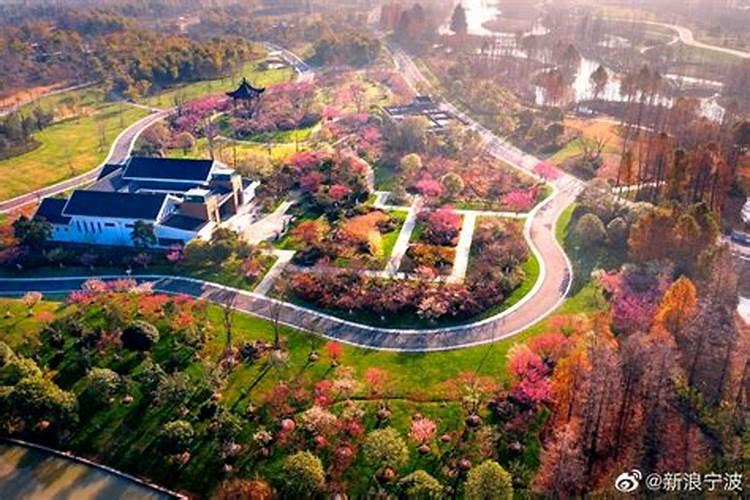 观叶植物用什么肥料好
