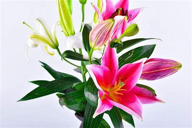 盆栽的百合开花了要施什么肥