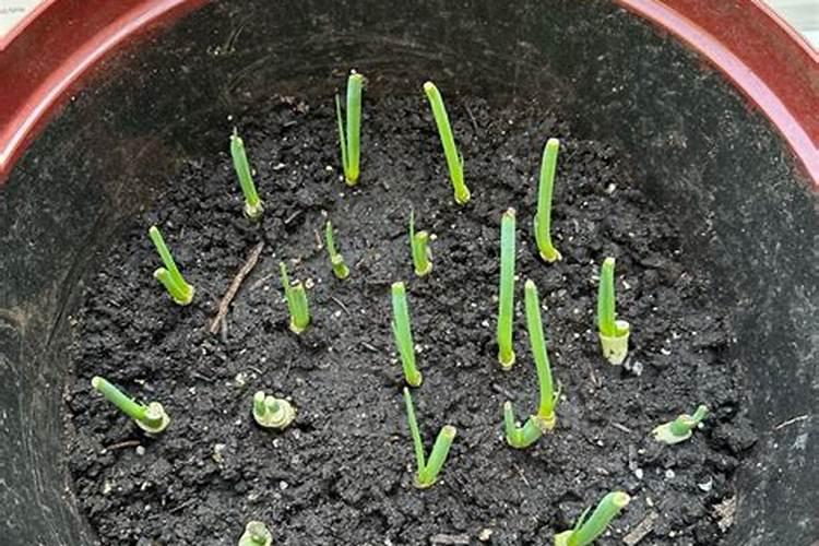 葱花怎么种植方法