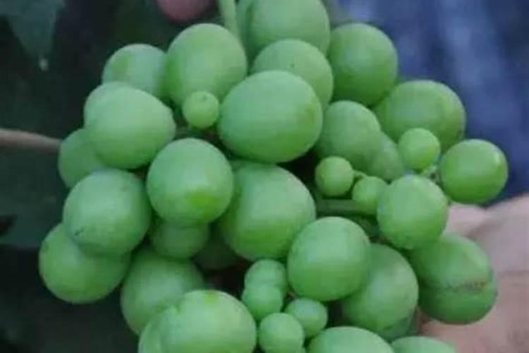 芸苔素内脂是真对葡萄大小粒是喷叶还是喷果实