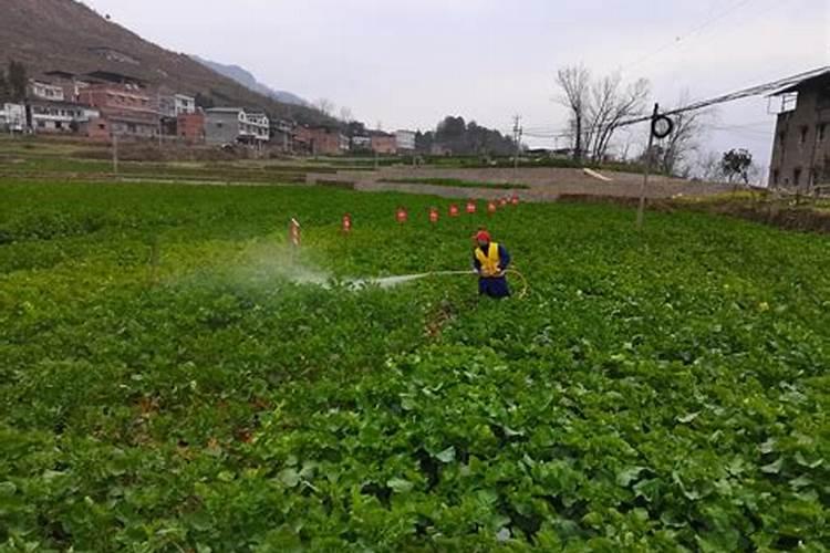 油菜什么时候喷叶面肥花卉百科