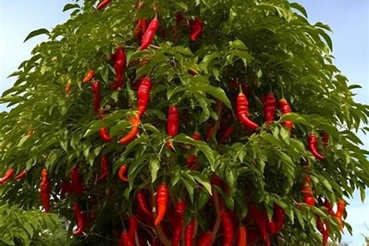 辣椒开花结果后施什么肥