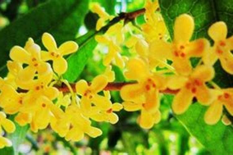 八月桂花树怎么养才长得好呢