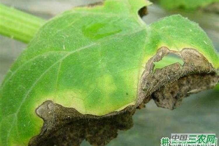 农业知识网西胡芦白粉病