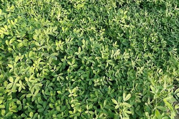 种植花生使用水泥会有哪些好处？该如何使用？