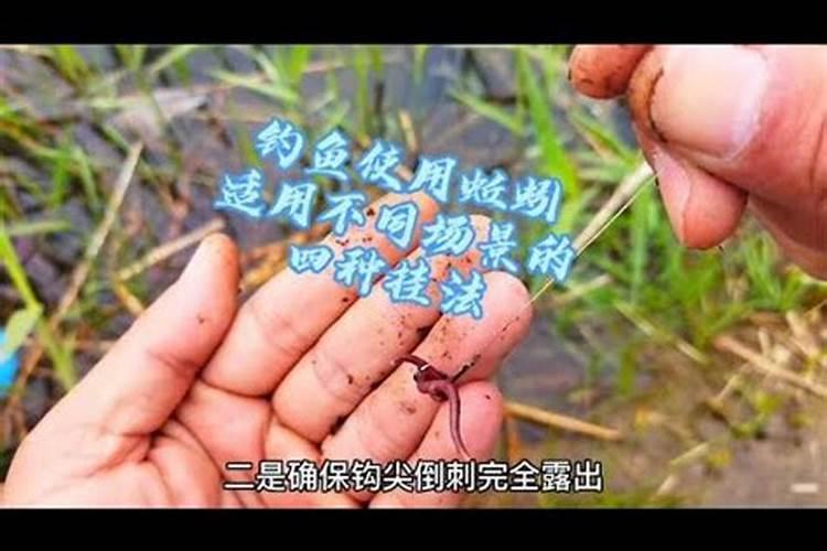 我想问一下蚯蚓能直接喂鱼吗