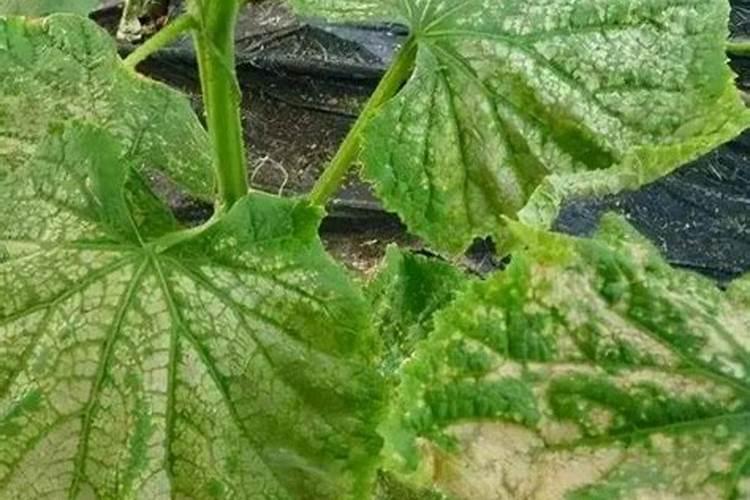 种草莓用什么肥料好