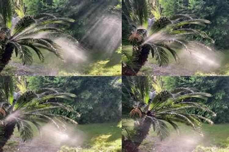 棕榈树怎样浇水施肥及日常管理