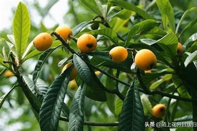 金钱树冬天怎么养才能安全过冬