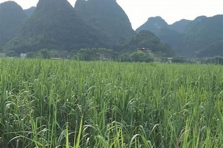 种植甘蔗用什么肥料最好