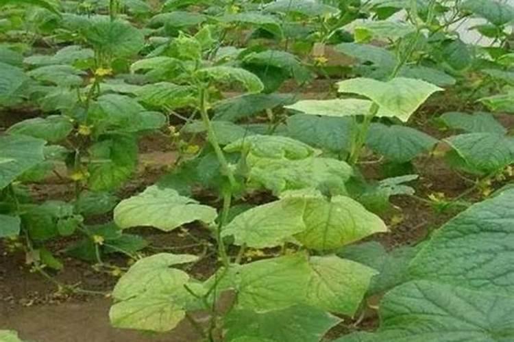 大棚葡萄施用中微量元素肥怎样效果好