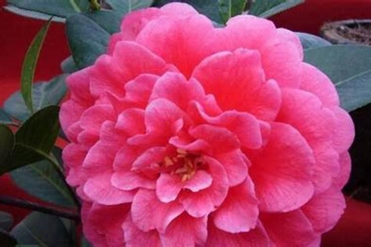茶花施什么肥料最好