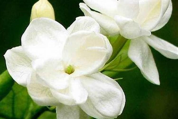 茉莉花最忌讳三种肥料