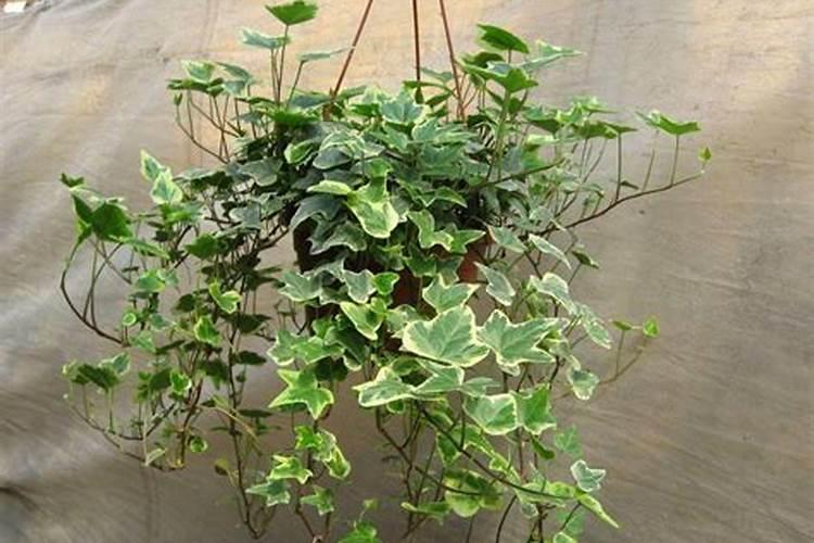 花叶蔓常春藤怎么养 花叶蔓常春藤的养殖方法