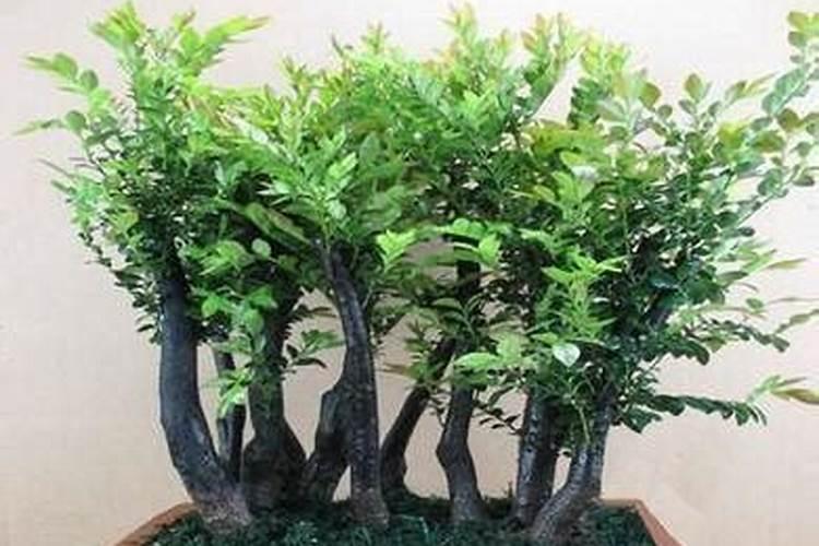 花树怎么施肥