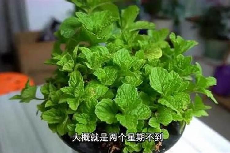 什么肥使叶子绿油油什么肥料可以使叶子变绿