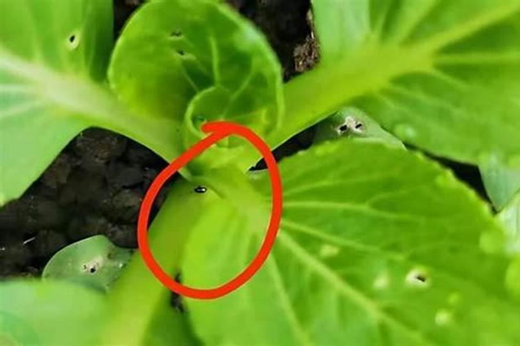 油菜苗有苗株叶片变紫,枯萎,矮小现象,是怎么回事？该如何处理？