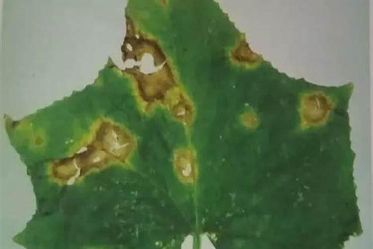 花椒树上的炭疽病用什么药