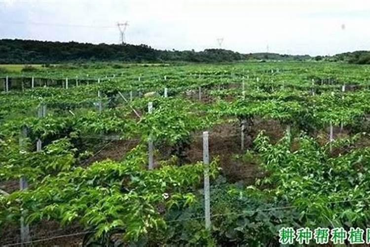 百香果北方冬天怎么办