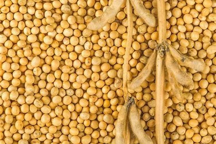 大豆什么时候施肥 大豆施肥的最佳时期