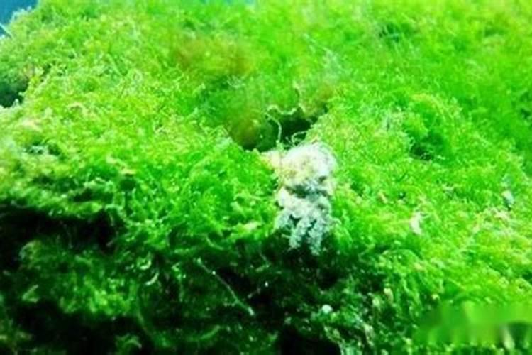 对虾养殖知识:肥水有什么好处？
