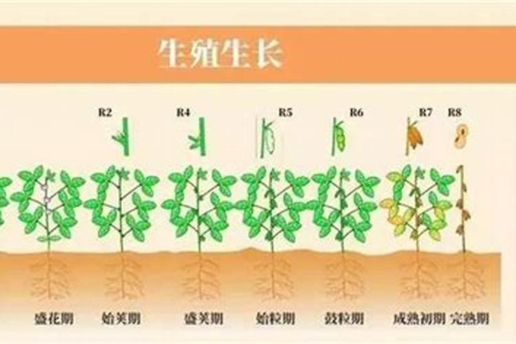 黄豆每亩需要施多少斤肥料？