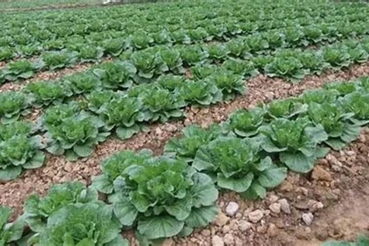 种大白菜用什么样的肥料好？