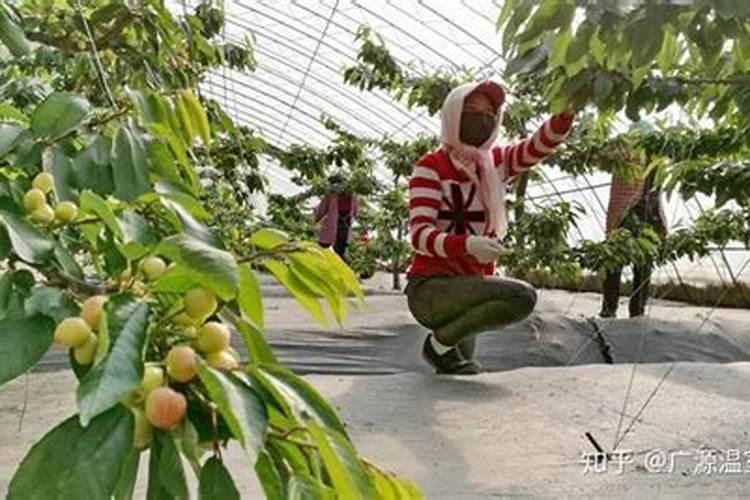 大棚樱桃种植管理技术详解 大棚樱桃施肥方案