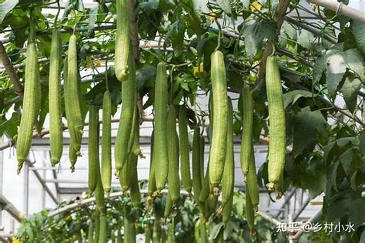 丝瓜最怕什么肥料 丝瓜不能使用什么肥料