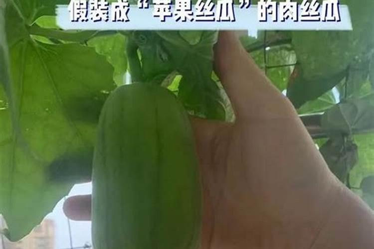 丝瓜可以用氯化钾施肥吗？