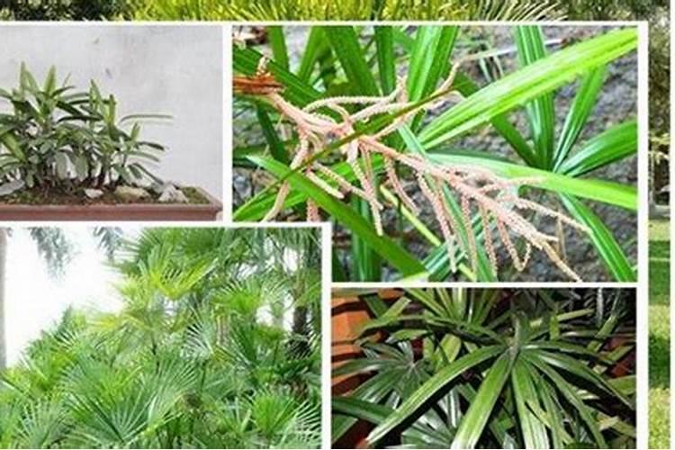 观音竹施肥方法及注意事项 春季棕竹怎么施肥